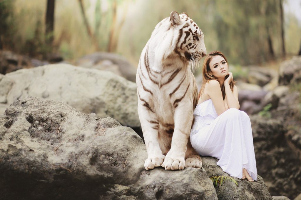 nature, wildlife, white bengal tiger-3106213.jpg