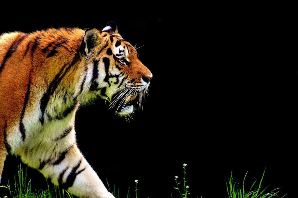tiger, predator, nature-2320819.jpg